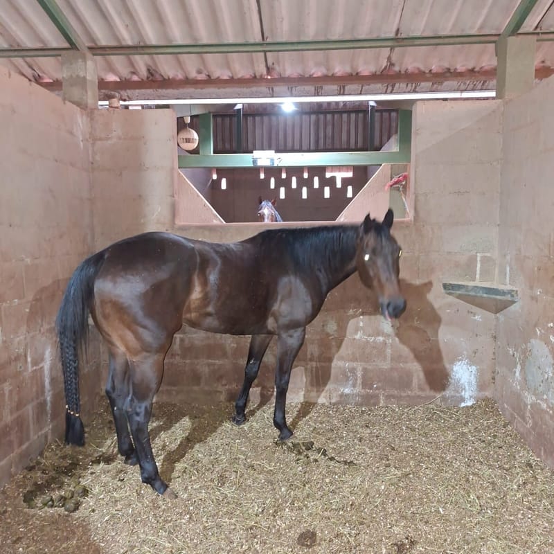 Barbarela jay onyx